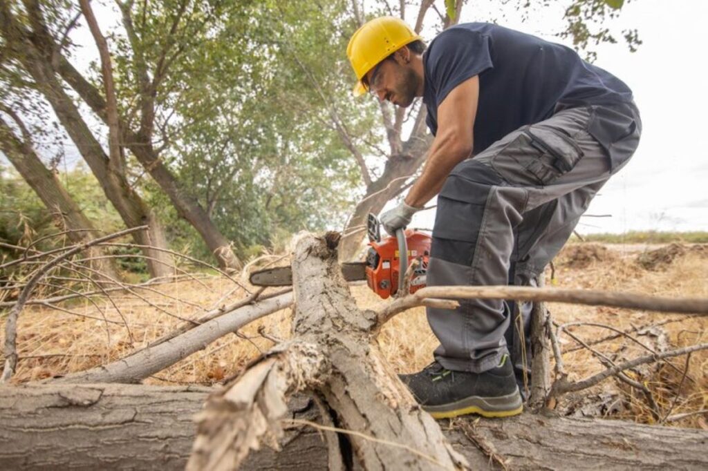 tree removal